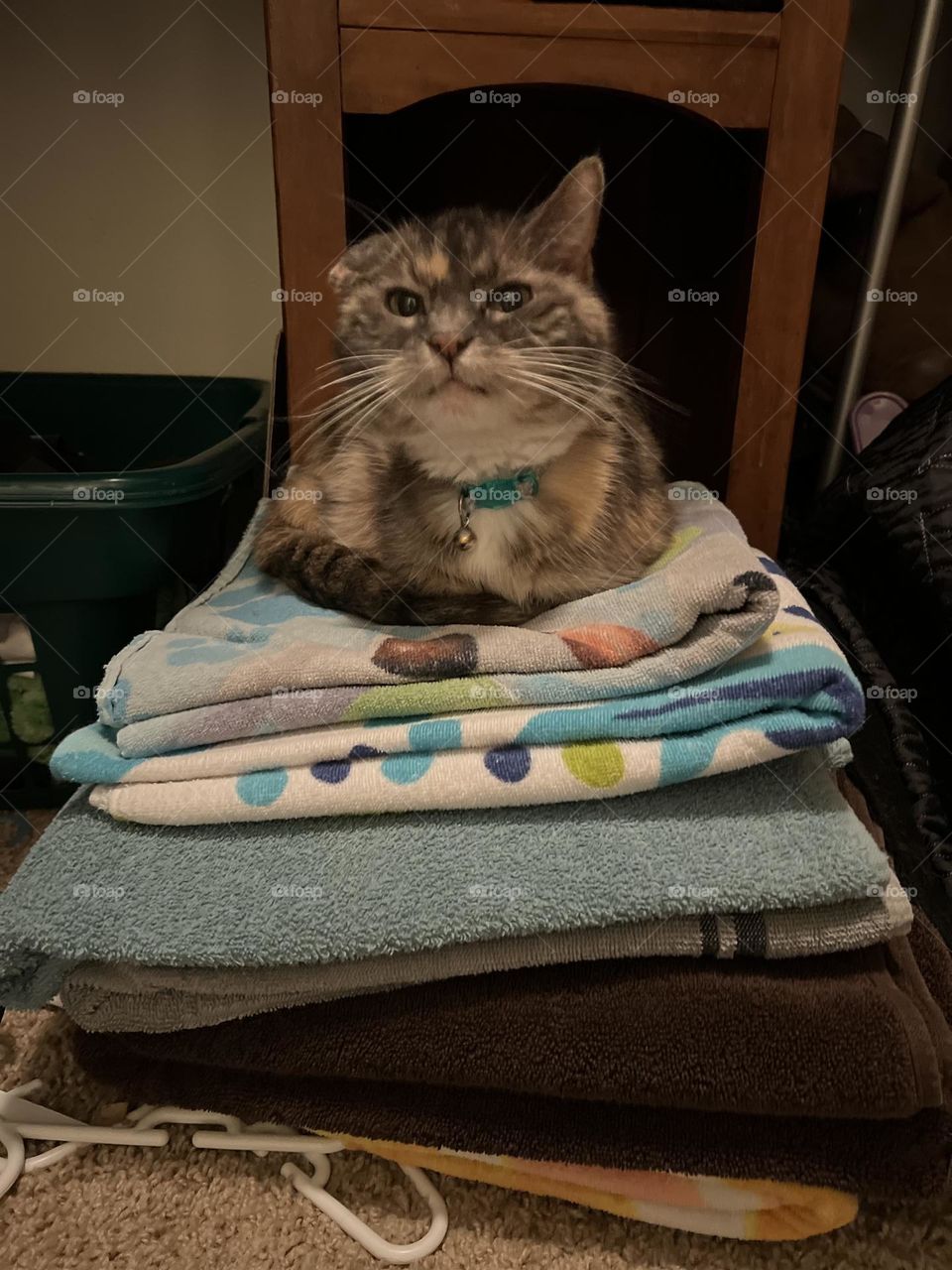 Tortoiseshell tabby on folded towels