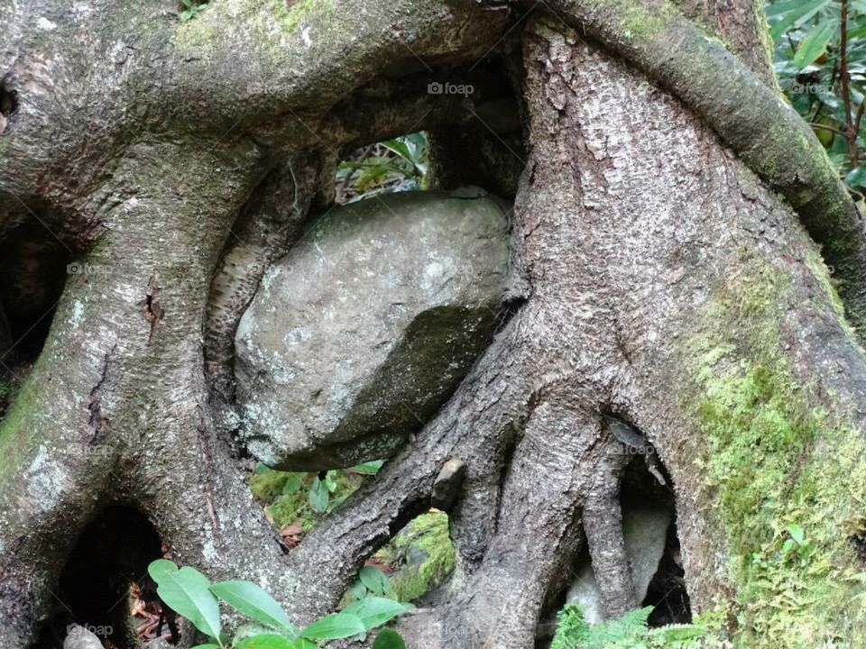 Boulder in tree roots