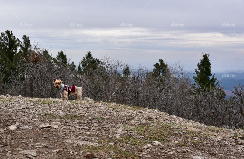 Yorkie on top of mountain trails 