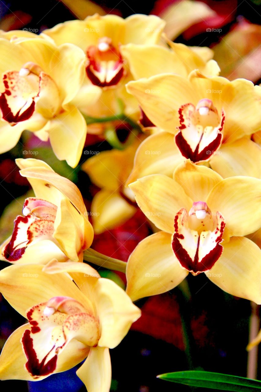 Orchids in Detail 