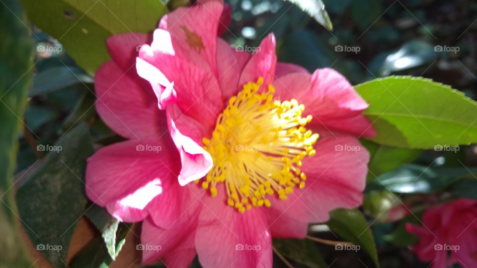 Nature, No Person, Leaf, Flora, Flower