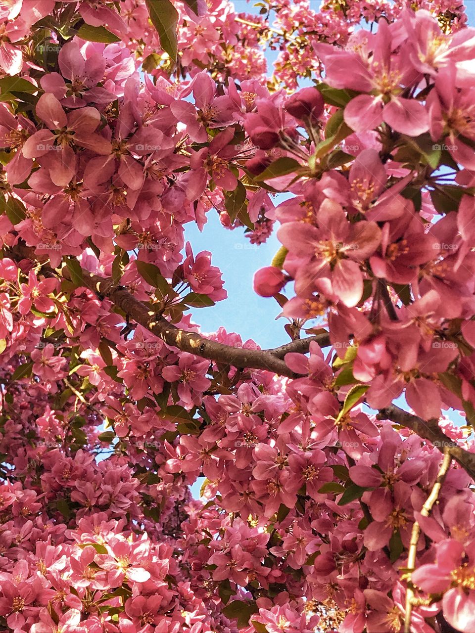 Pink flowers growing on a tree—taken in Dyer, Indiana 