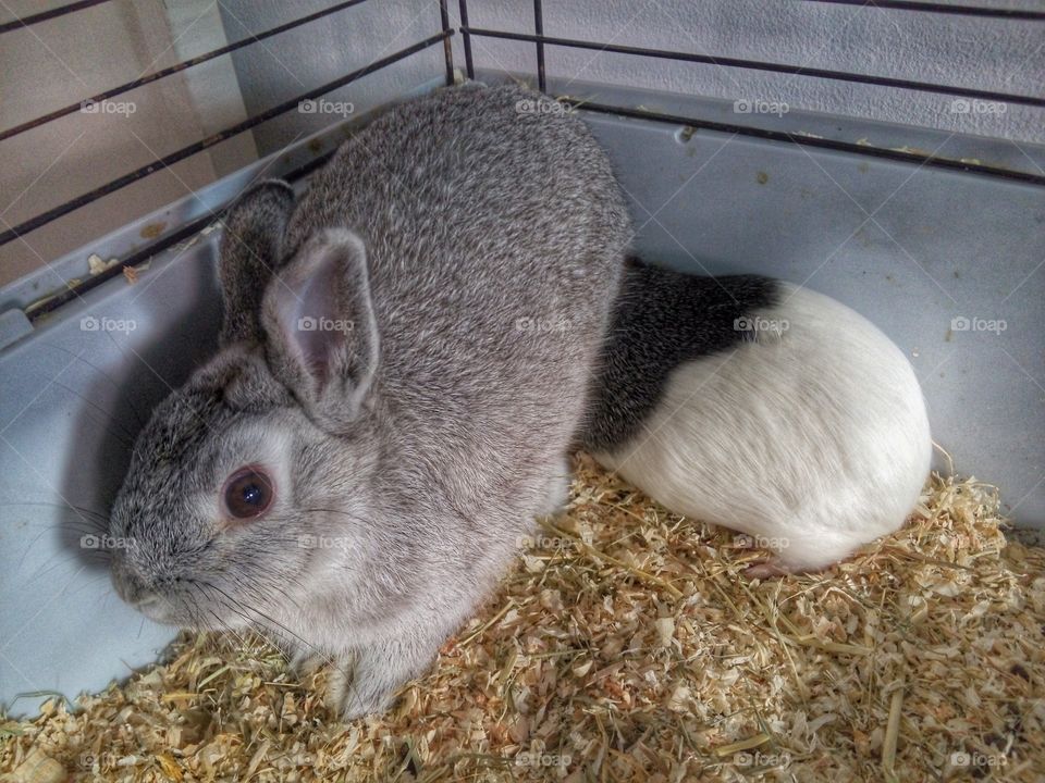 Our rabbit Simon and our guinea pig Coco. Coco is always afraid and hides beneat the rabbit