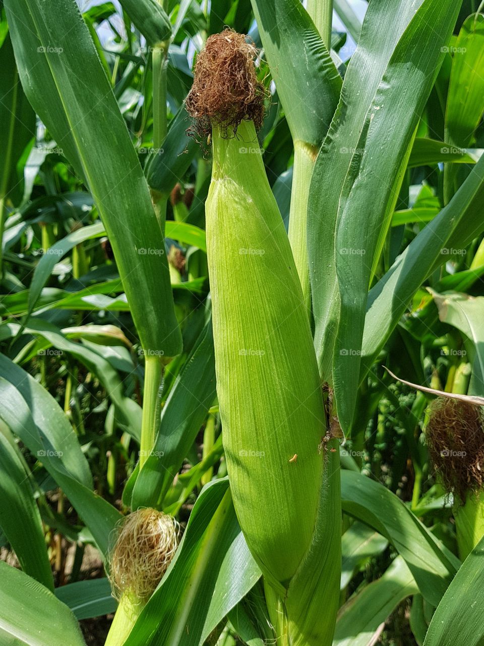 Fresh corn on the field