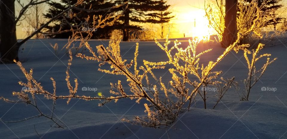 early morning frost on the way to the car.