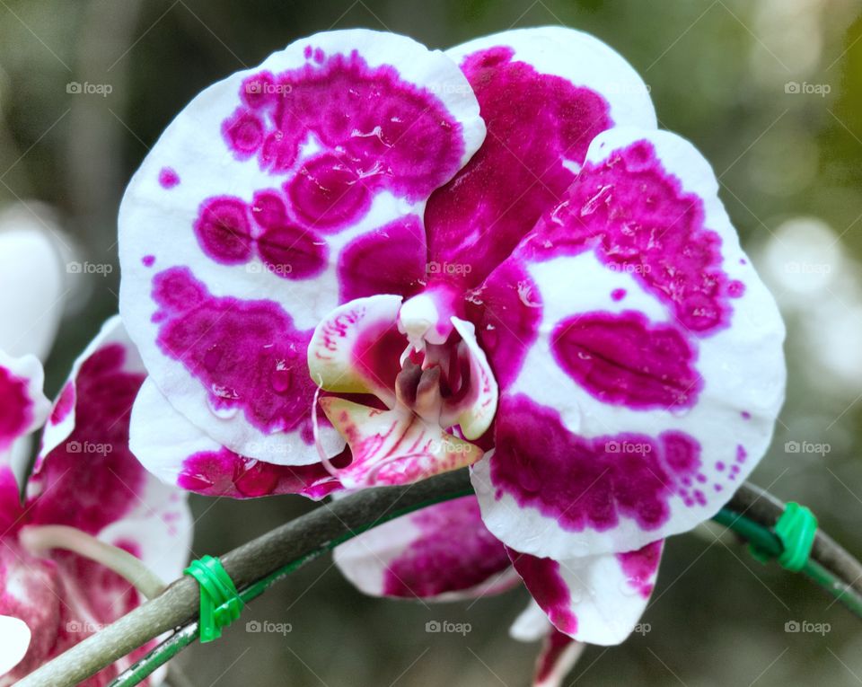 Beautiful Purple Orchid