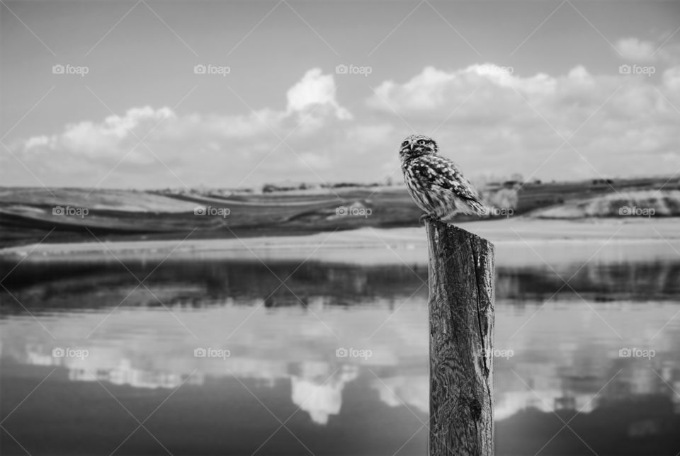 Baby owl