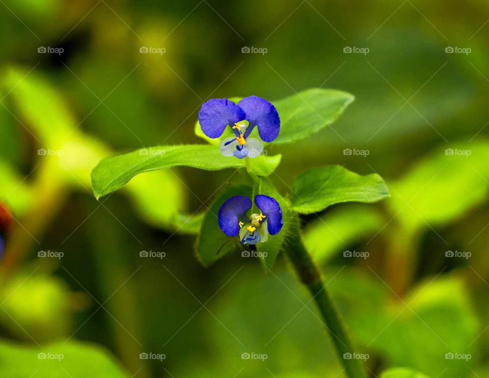 Asiatic day flower  - purple petals