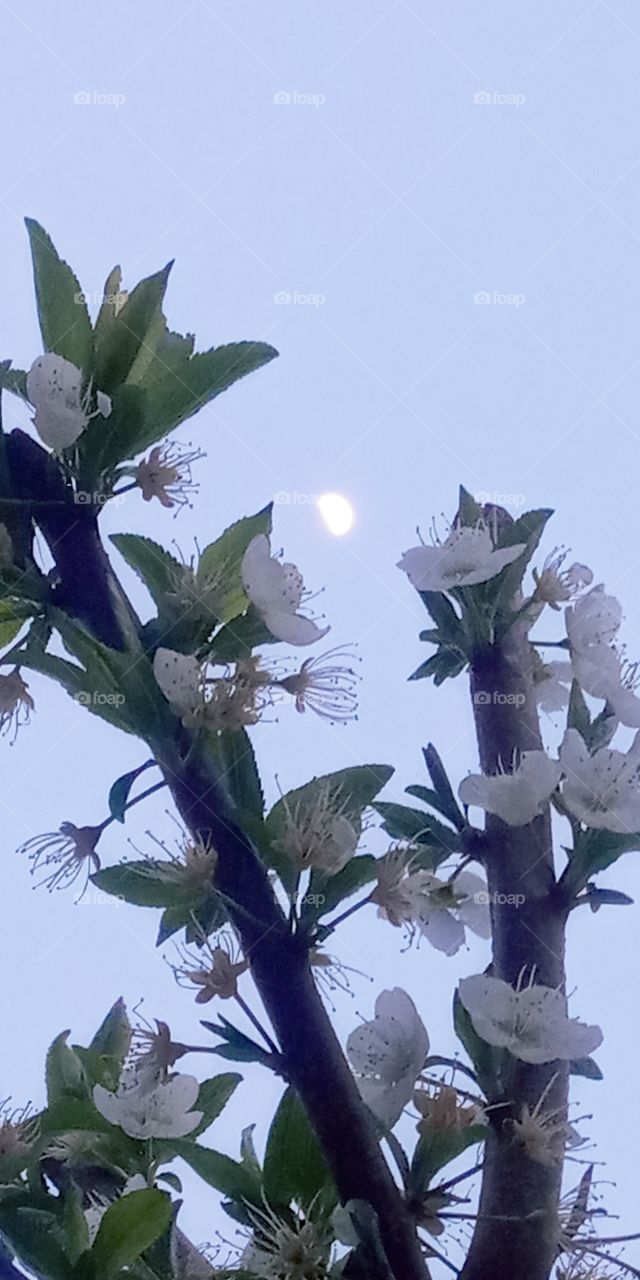 the moonlight above the cherry blossoms tree.