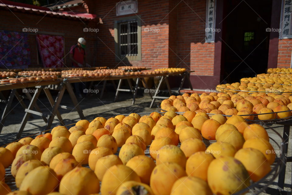 Persimmons drying under the sun and winter Northeast monsoon winds at a persimmon orchard in Hsinchu, Taiwan. 