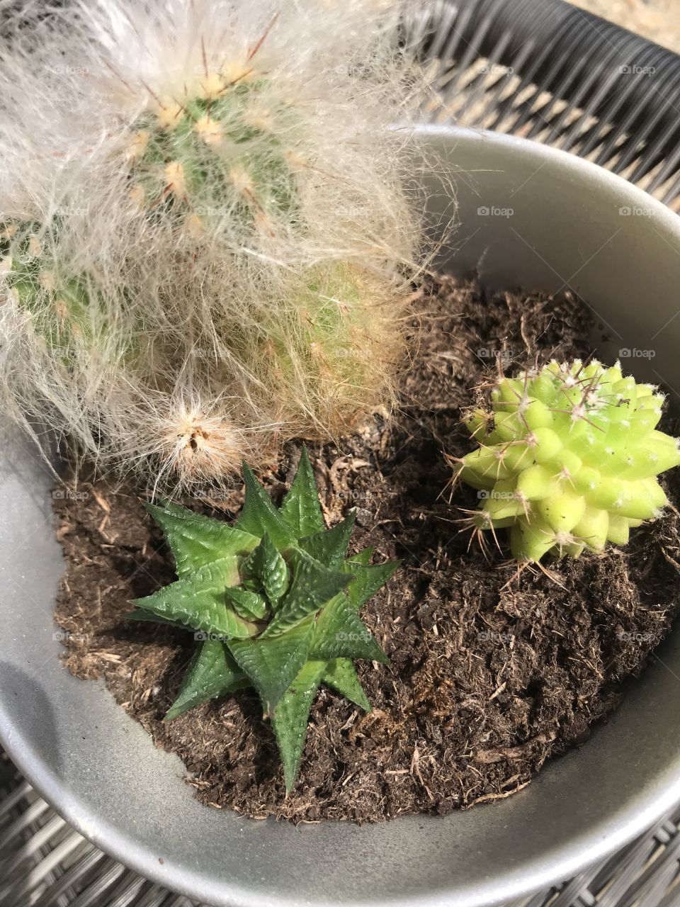 Cactus 