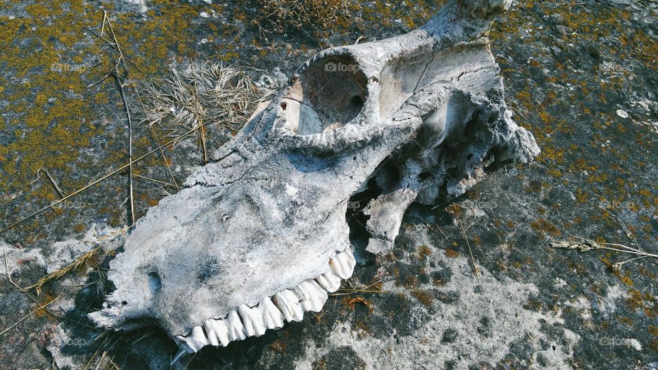 animal skull