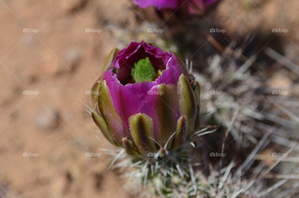 Cactus flower waiting to open - desert - pink