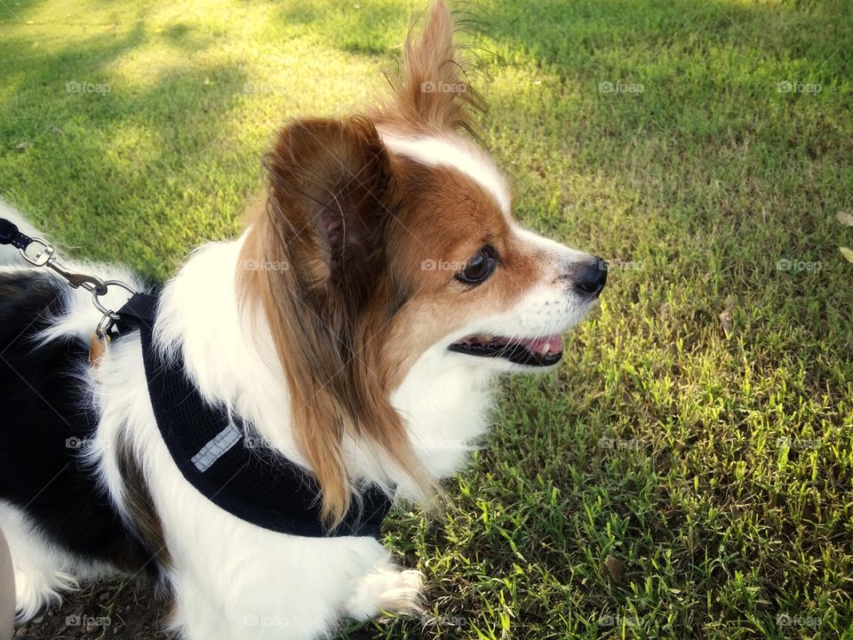 A smiling Papillon puppy dog