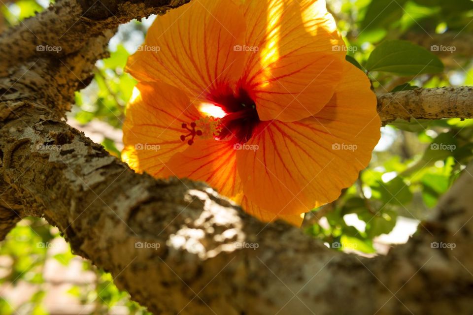 Sunlit Hibiscus 