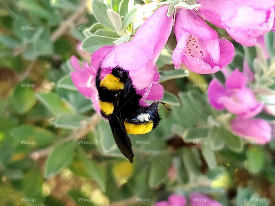 Closeup of a yellow and black bumblebee pollinating a pink cenizo shrub flower.