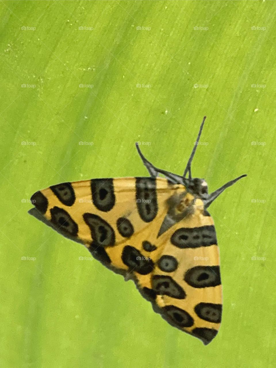 Borboleta amarela com pintas escuras repousando sobre uma folha grande verde limão claro.