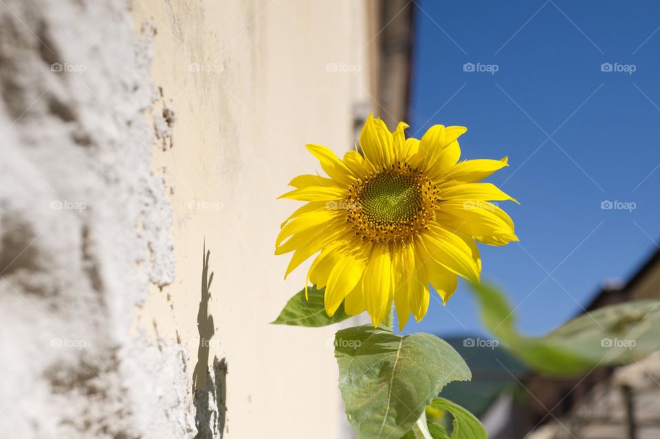 sunflower, the star flower of the summer