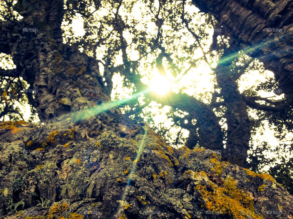 sardinian sun over oak cork