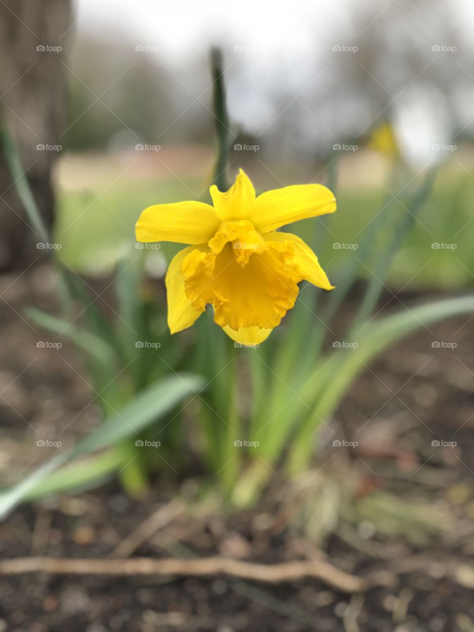 Selective focus of a daffodil in springtime 