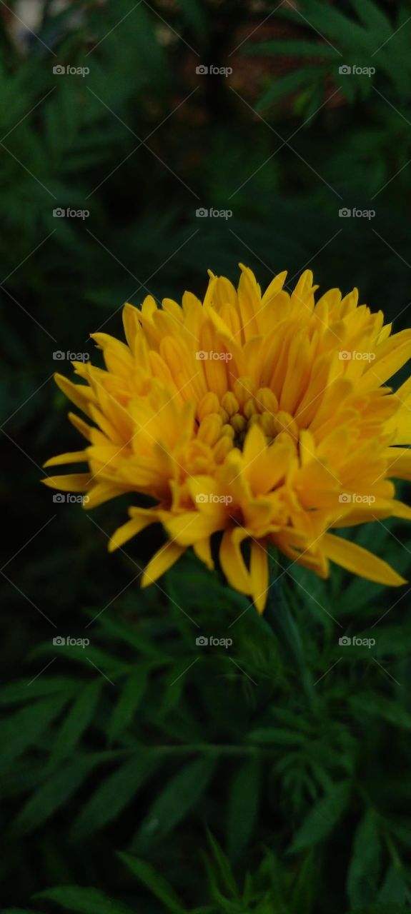 naturelove, beautiful flower, yellow love, green love
