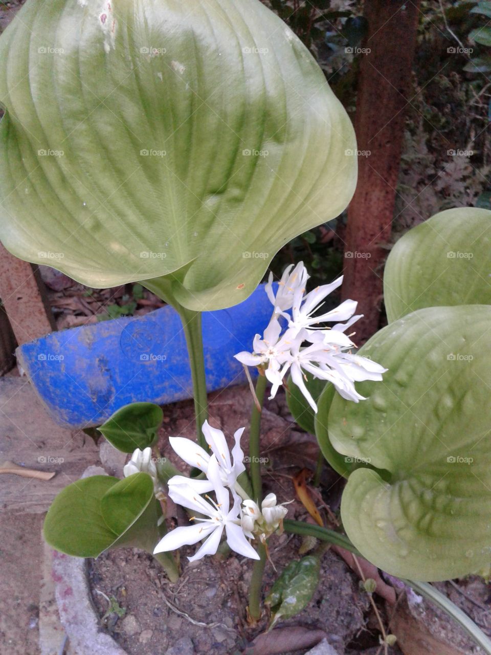 Lily species