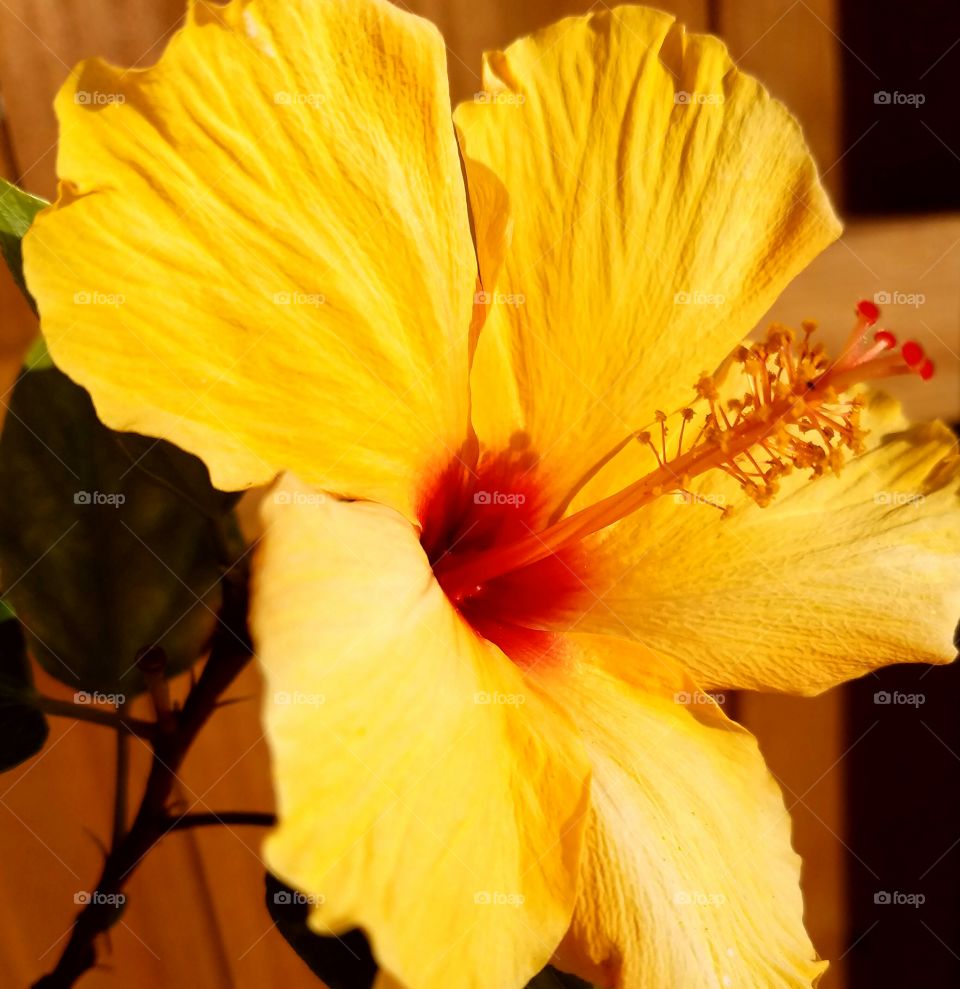 hibiscus bright yellow delicate petals with orange to red center