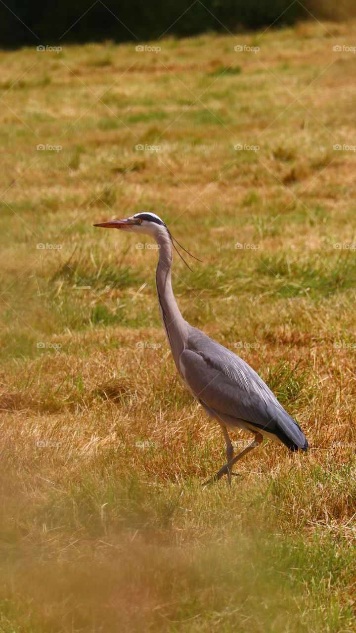 Ardea herodias