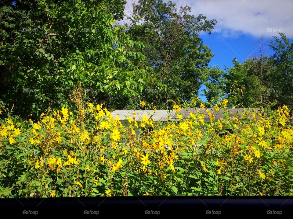 Yellow flowers

