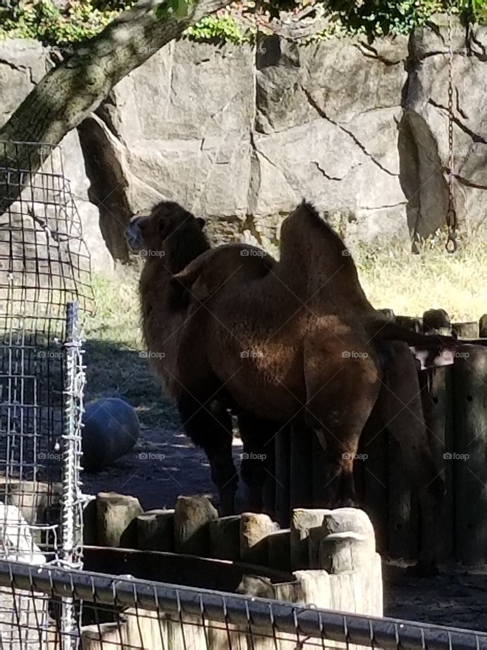 camel at Lincoln Park Zoo