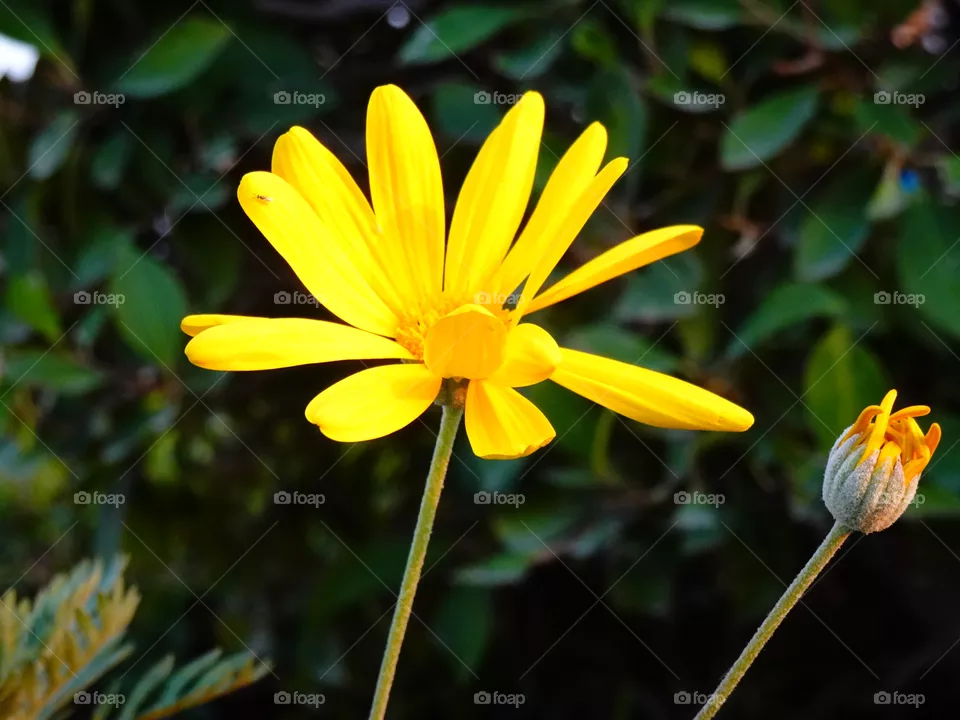flower