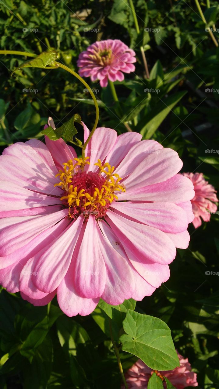 summer beauty