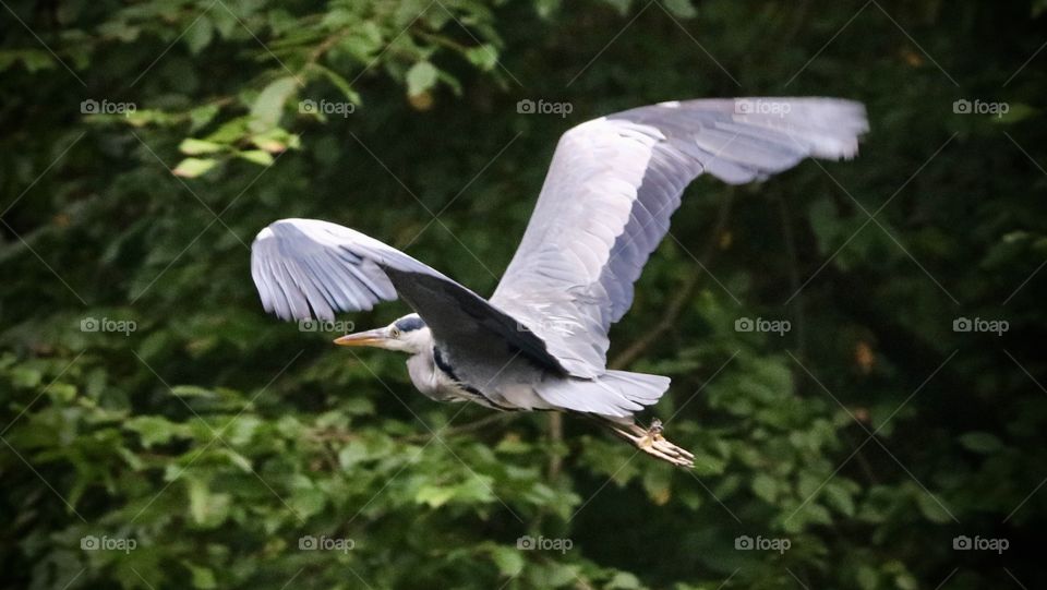 Gray heron in flight