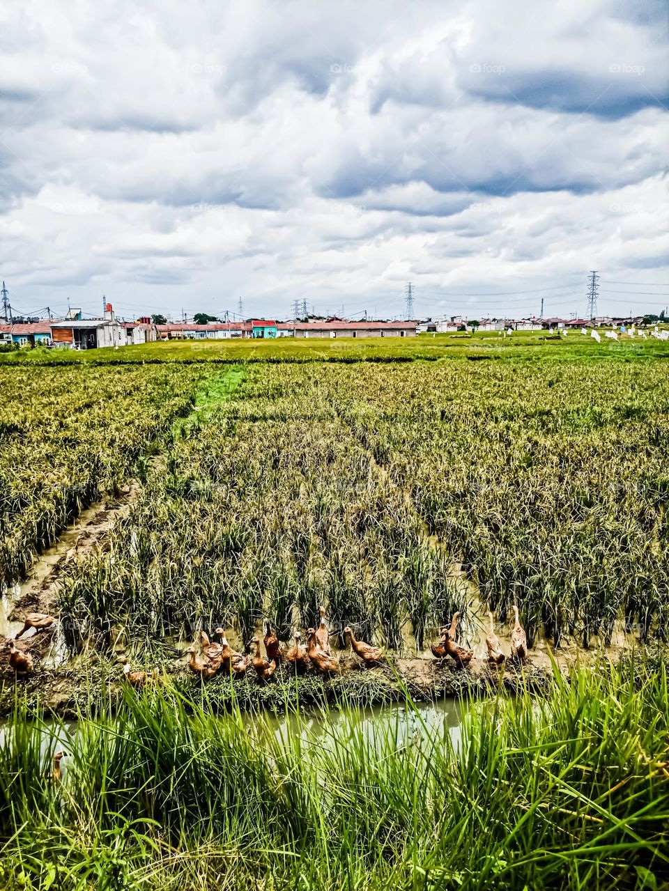Rice Paddy Field