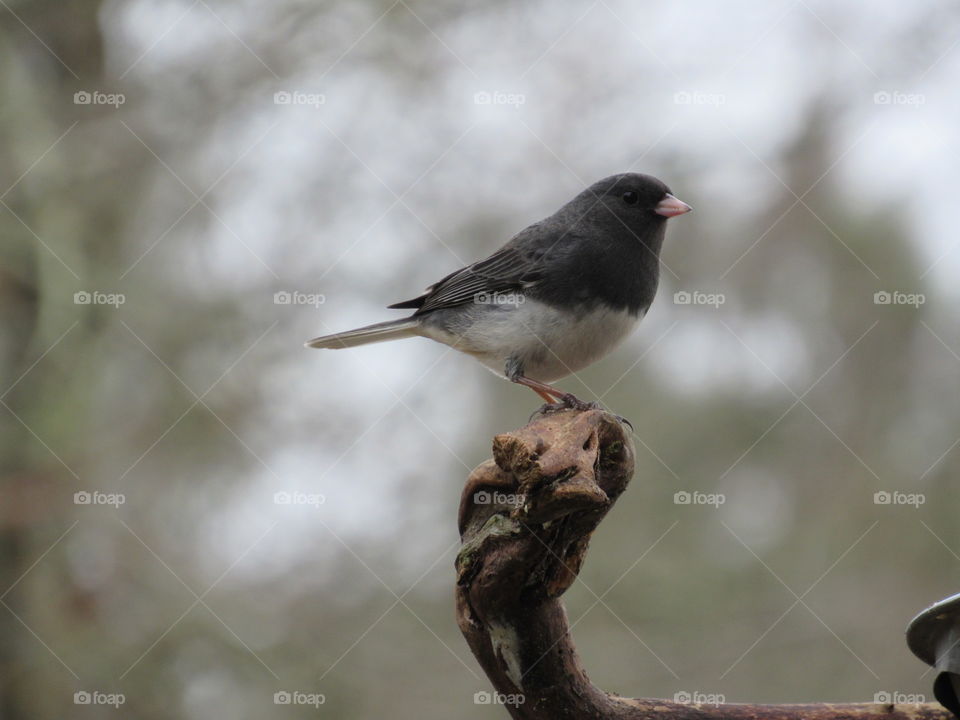 Junco