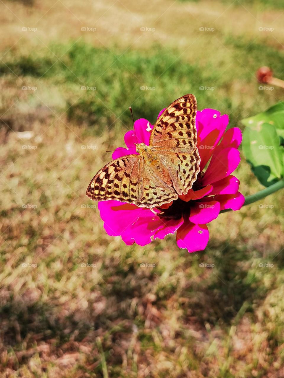 Butterfly counts only moments not days.