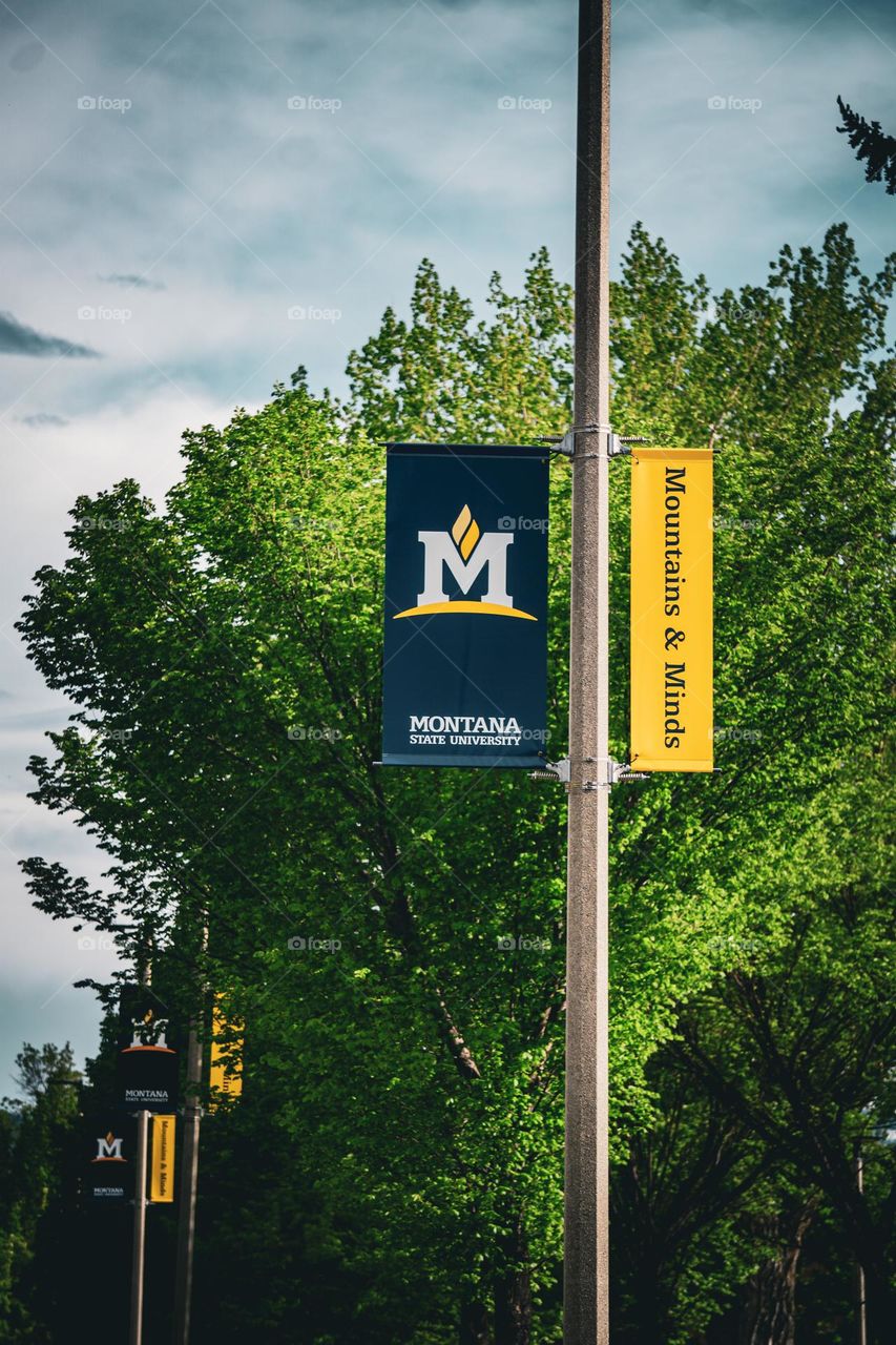 Campus signs through MSU.