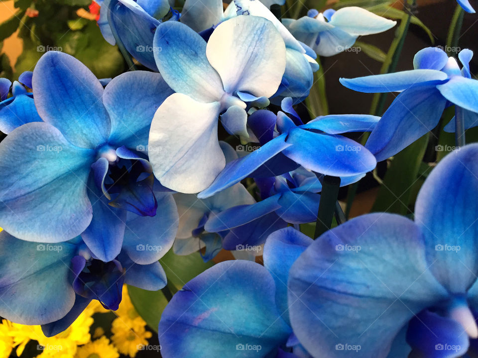 Close-up of blue orchids