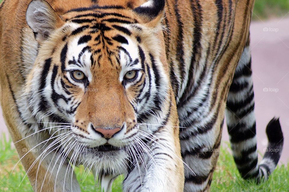 tigre de Bengala