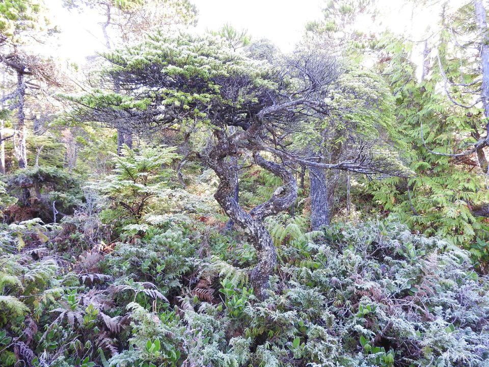 Trees Vancouver Island
