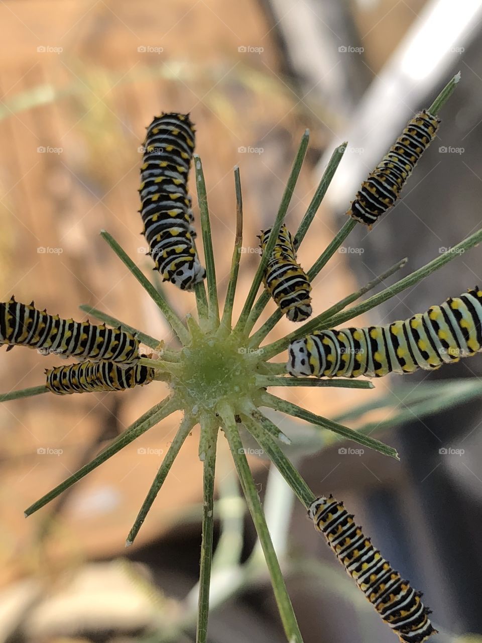 Caterpillars on a Dill weed plant 