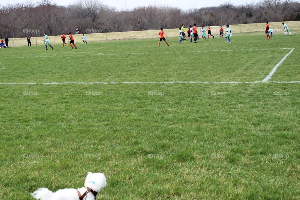 Doggie enjoying the soccer game
