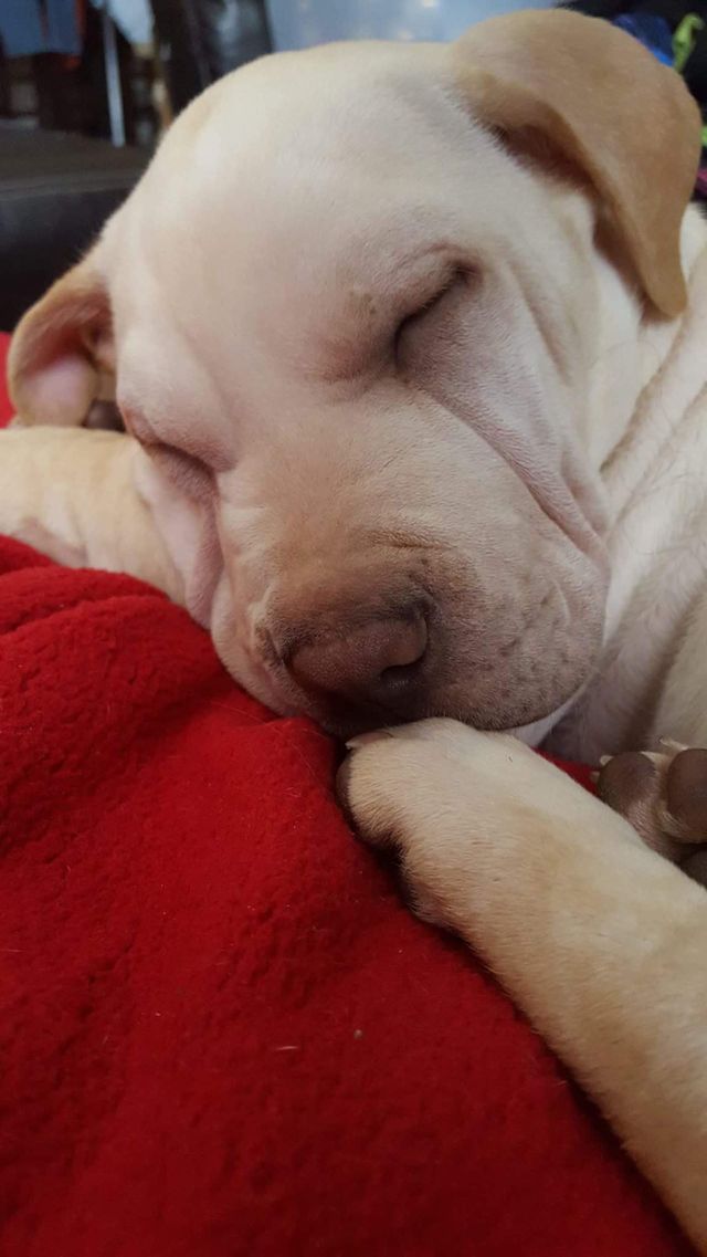dog