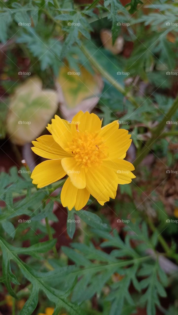 beautiful yellow flower blooms according to season