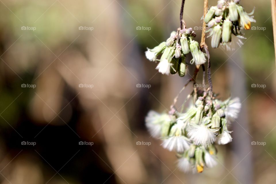 Dead Dandelions 