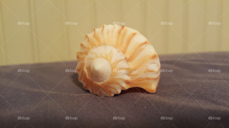 Seashell Up Close