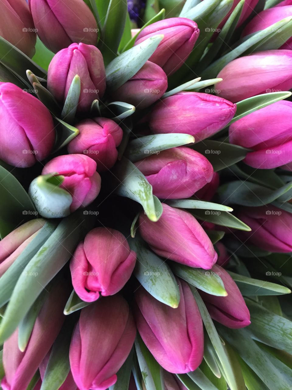 Full frame view of pink flowers