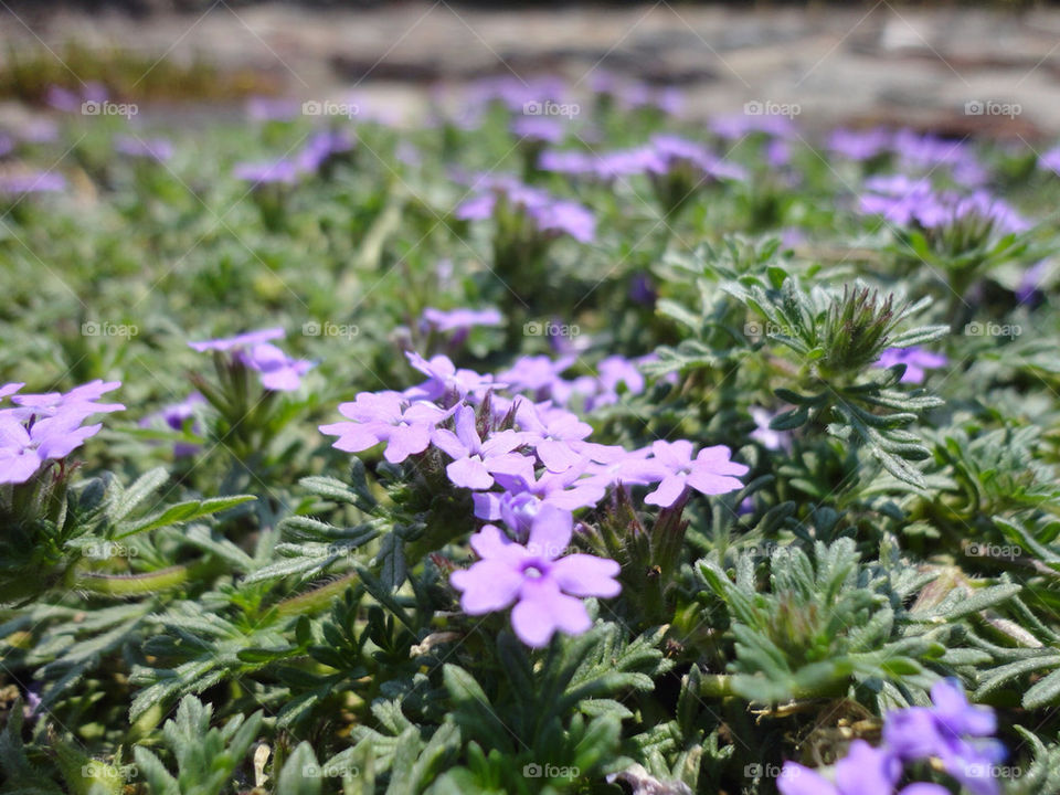 PURPLE FLOWERS