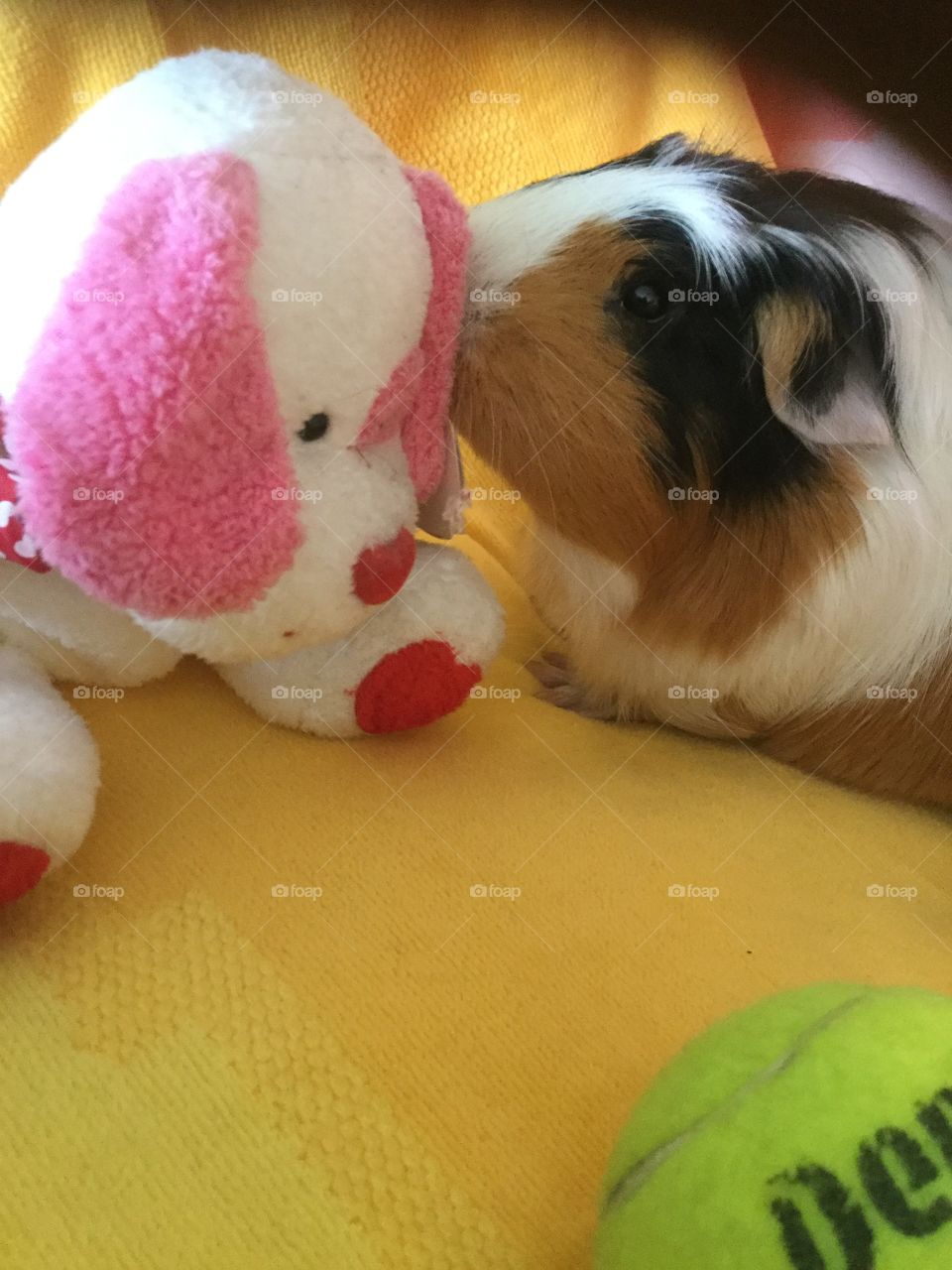 Valentine puppy toy with Guinea pig 
