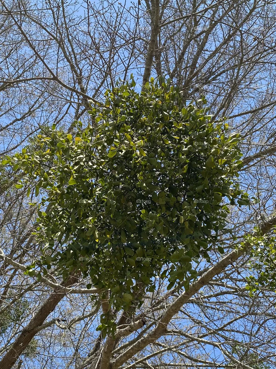 Beauty in the tree 